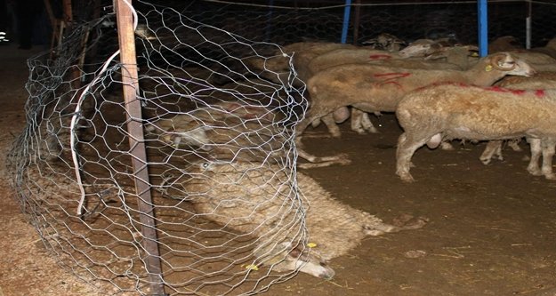 AKIMA KAPILAN 61 KURBANLIK TELEF OLDU