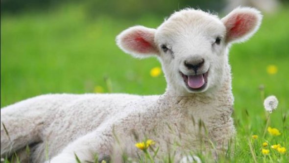 HAYVAN SAYIMIZ BELLİ OLDU