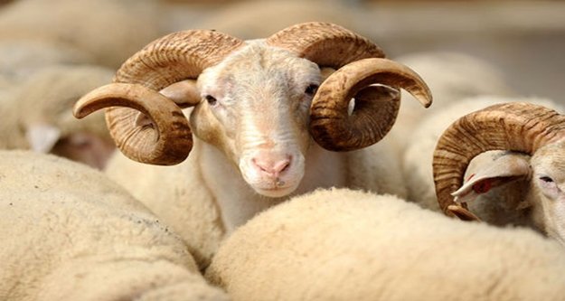 KURBAN BAYRAMI HAZIRLIKLARI TAMAMLANDI