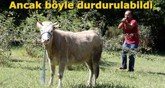 Mahalleyi 6 saat peşinden koşturdu