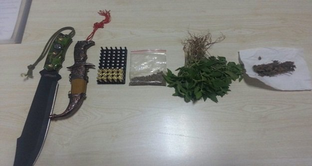 150 kök hint keneviri ele geçirildi