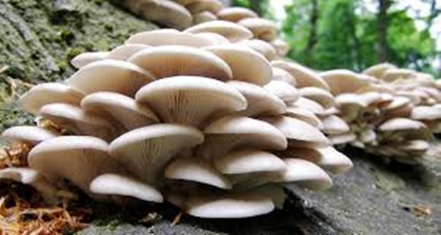 İstiridye mantarı üretimi başladı