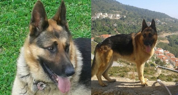 Kayıp köpek 'Behzat' aranıyor