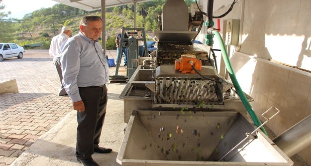Sezonun ilk zeytinleri yağa dönüştü