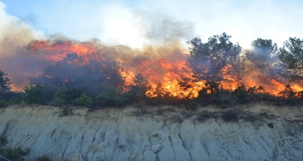 Ağaçlar yanıyor diye kendini ateşe attı