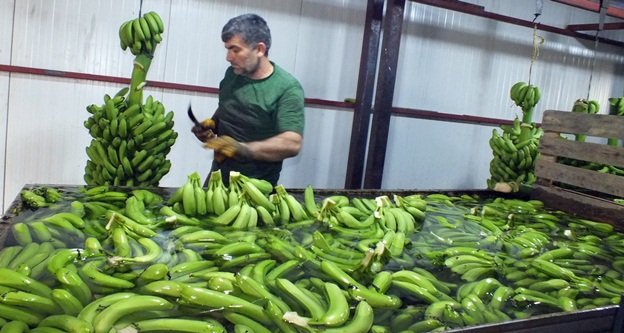 Muzda şok düşüş üreticiyi üzdü