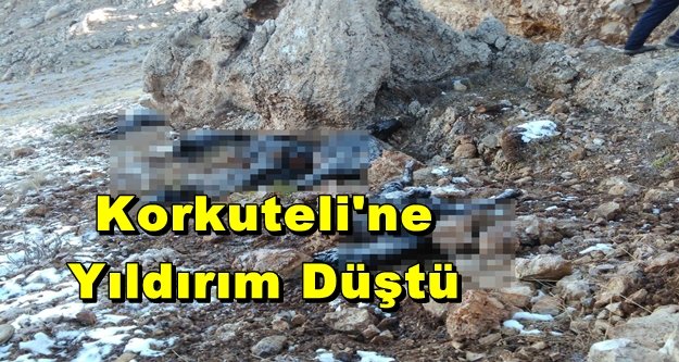 17 büyükbaş hayvan telef oldu