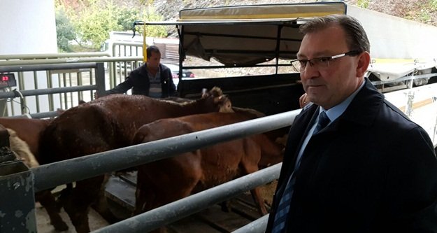 Genç çiftçilere büyükbaş hayvan dağıtıldı