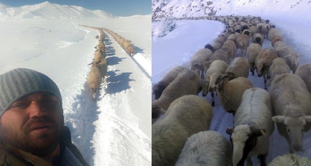Kar savaşını koyunlar kazandı