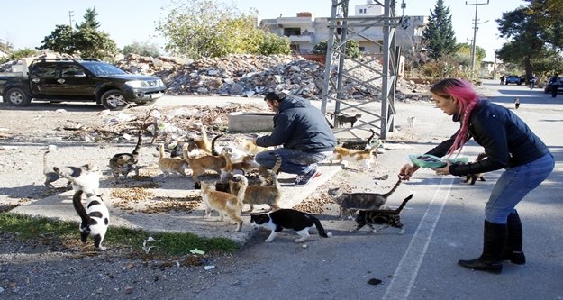 Kedilerin yaşam mücadelesi