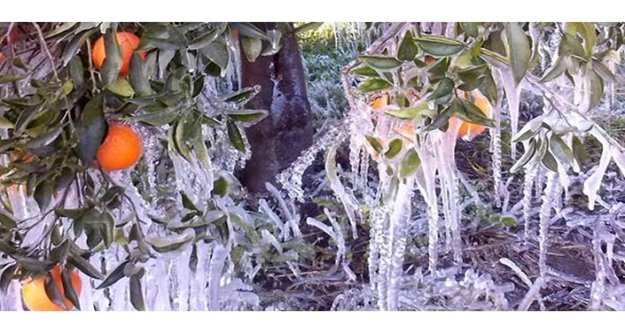Üreticilerinin ‘Don Nöbeti’ başladı