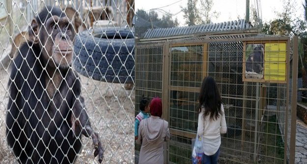 Alanya'da dişlerini sökmüşler