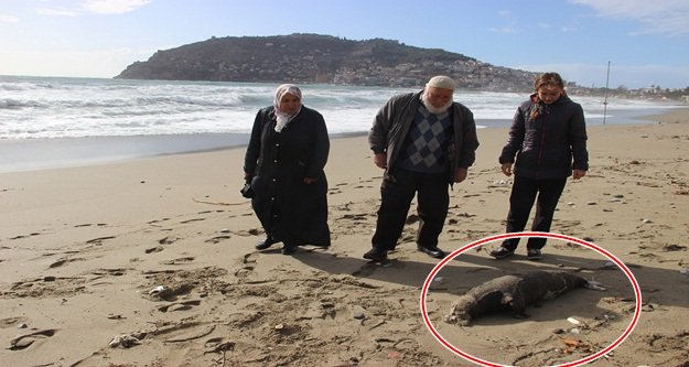 Alanya’da ölü Akdeniz foku sahile vurdu