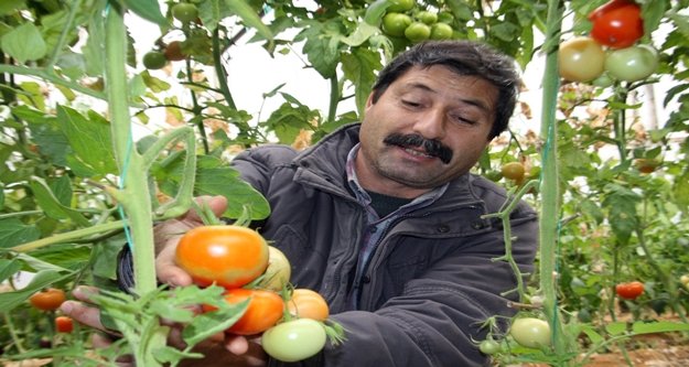 Domatesi 'Tobacco Mosaic virüsü' vurdu