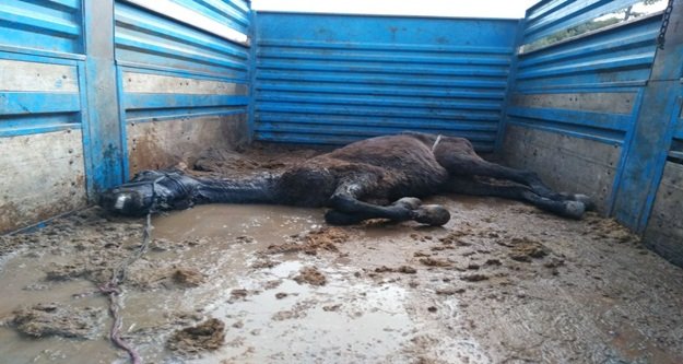 Kaçak at kesimine jandarma baskını