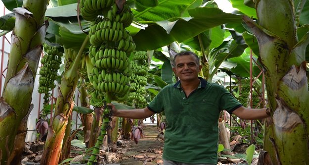 Muz üretiminde rekor kırdık