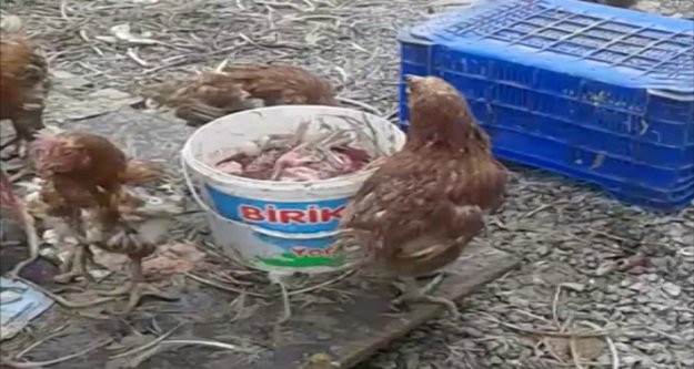 Ruhsatsız tavuk çiftliğine baskın