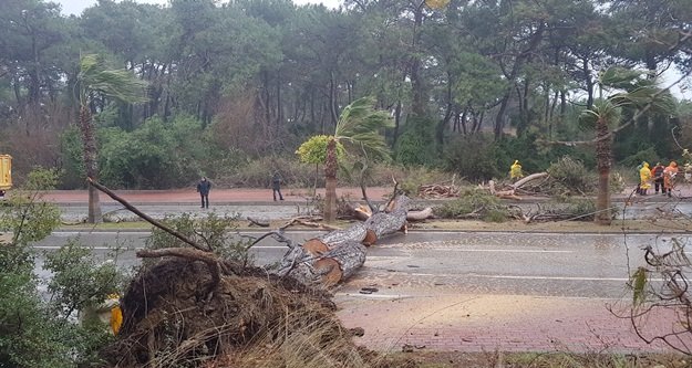 Şiddetli fırtına ağaçları söktü