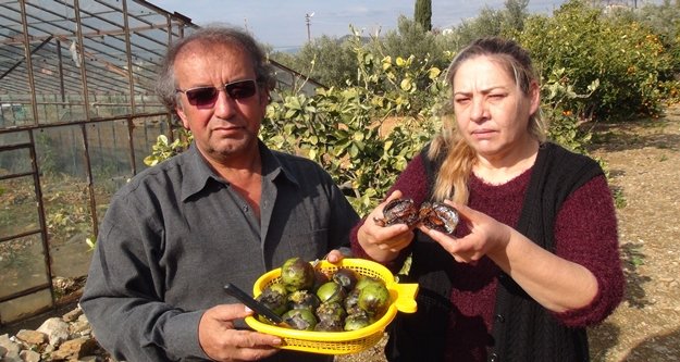 Türkiye'nin ilk çikolata meyvesini yetiştirdi