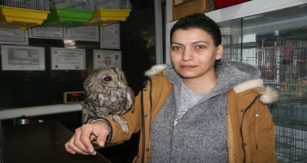 Yaralı baykuş hayvanat bahçesine teslim edildi