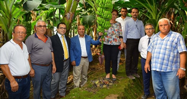 '365 gün muz üretiyoruz'