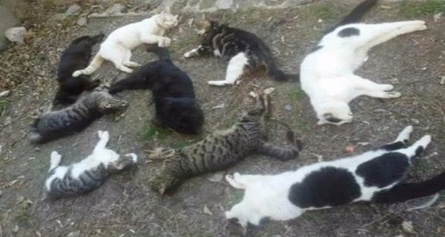 Alanya'da 25 kedi katledildi