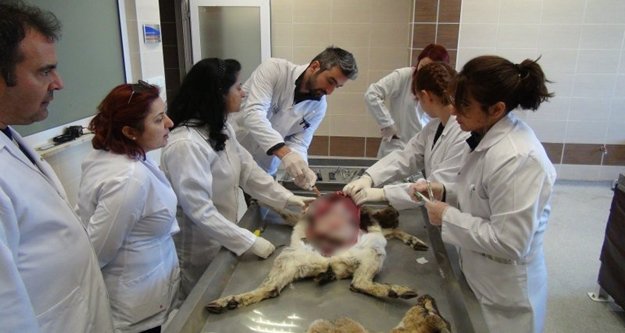 Dağ keçileri ölü bulundu