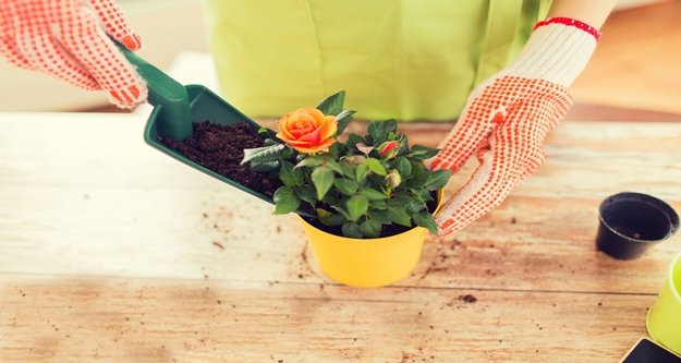 Evde çiçek yetiştirmenin püf noktaları