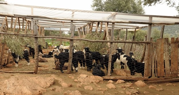 Keçileri telef oldu, isyan etti