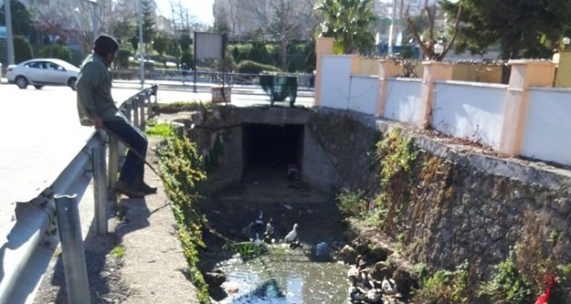 Mahsur kalan ördek seferberliği