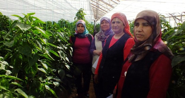 Seradaki ürünlerini böceklerle koruyacaklar