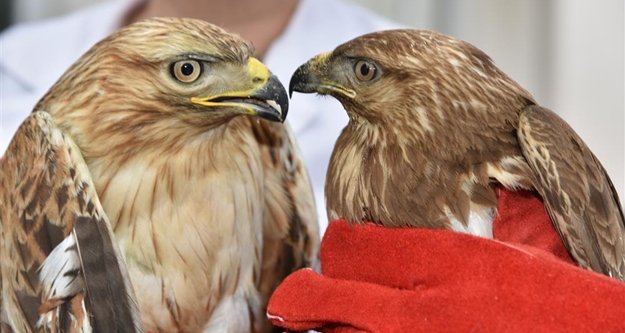 Yaralı Şahin ve Kartal hayata döndü