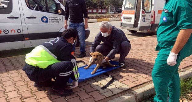 Büyükşehir’den yaralı hayvanlara ambulansla müdahale