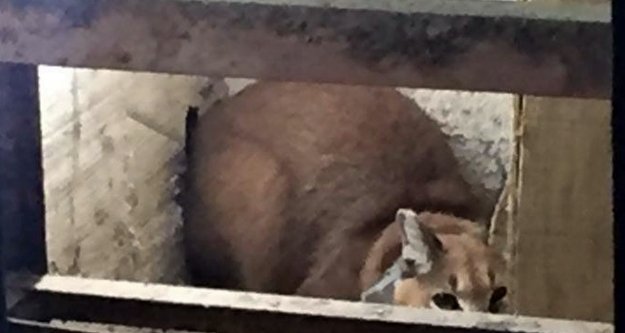 Çipli karakulak yine aynı evde bulundu