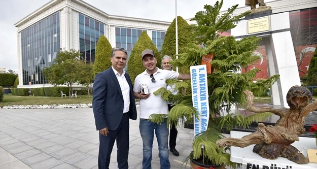 İşte Antalya'nın en güzel ağacı