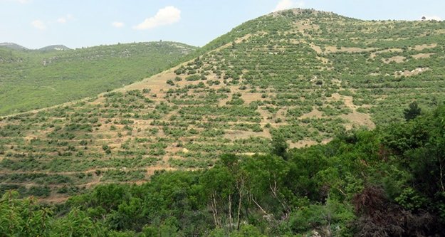 Orman ve Su İşleri'nden rekor