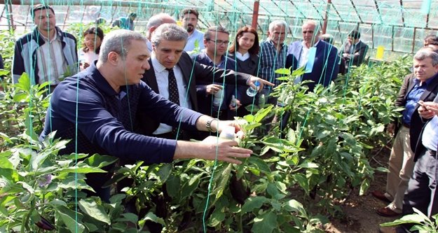 Patlıcan serasında biyolojik mücadele