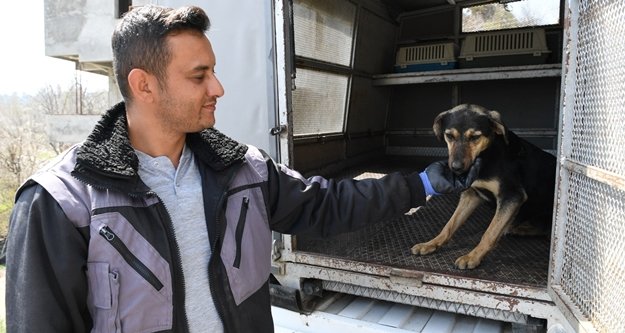 7 yavrulu köpeğe belediye sahip çıktı