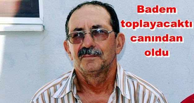 Alanya'da şok! Ağaçtan düşen adam öldü