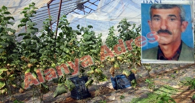 Alanya'da şok: Serada kendini astı