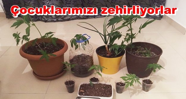 Alanya'da 'yeşil kokain' operasyonu