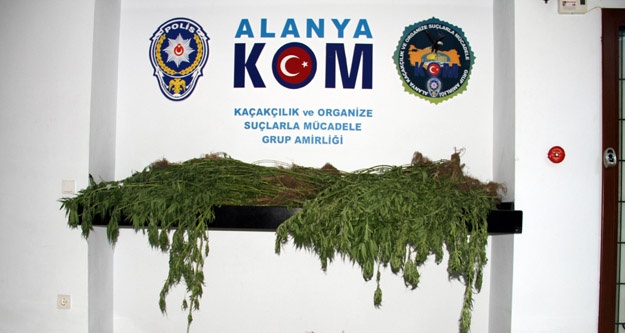 Alanya'nın orta yerine kenevir tarlası kurmuşlar