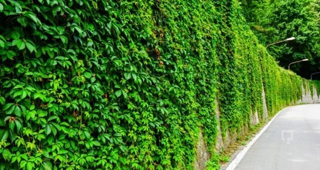 ANTBİRLİK'ten sarmaşık alarmı