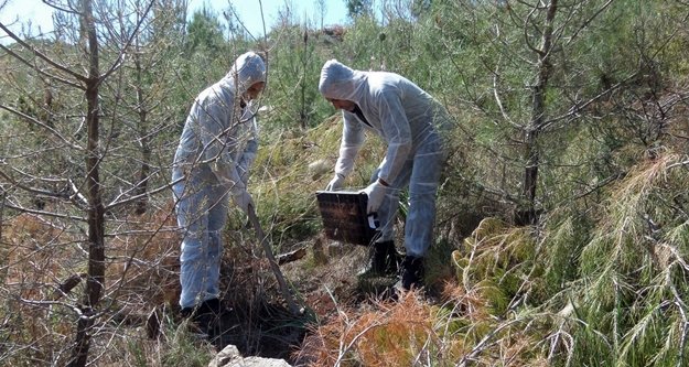 Çam Kese Böceği seferberliği
