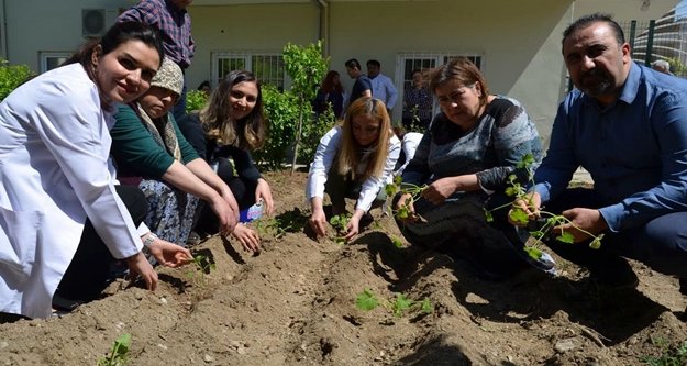 Hastane çalışanları ve hastalar sebze fidesi diktiler