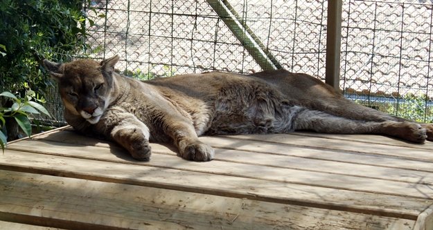 Hayvanat bahçesinin yeni misafirleri var