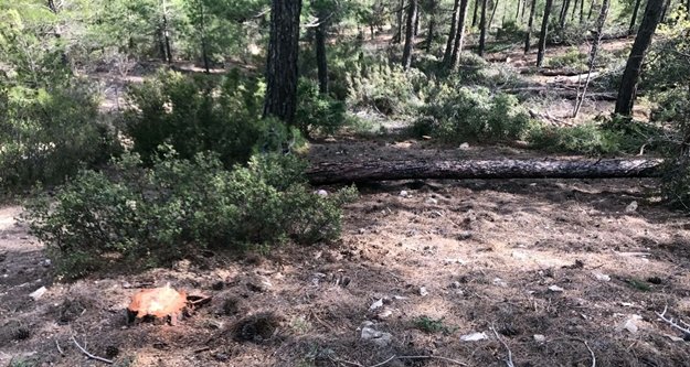 Kestiği ağacın altında kaldı öldü