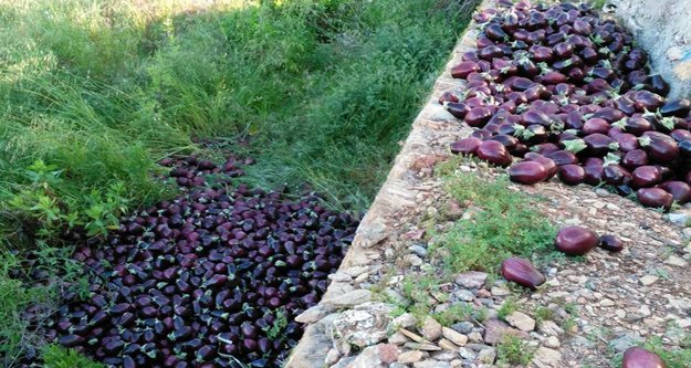 Musluoğlu: Patlıcanlar çöpe gidiyor