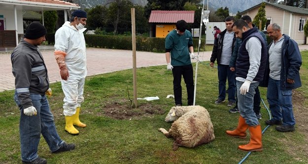 Yavruları karnında ölen koyun kurtarıldı