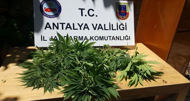 Alanya'da hint keneviri operasyonu